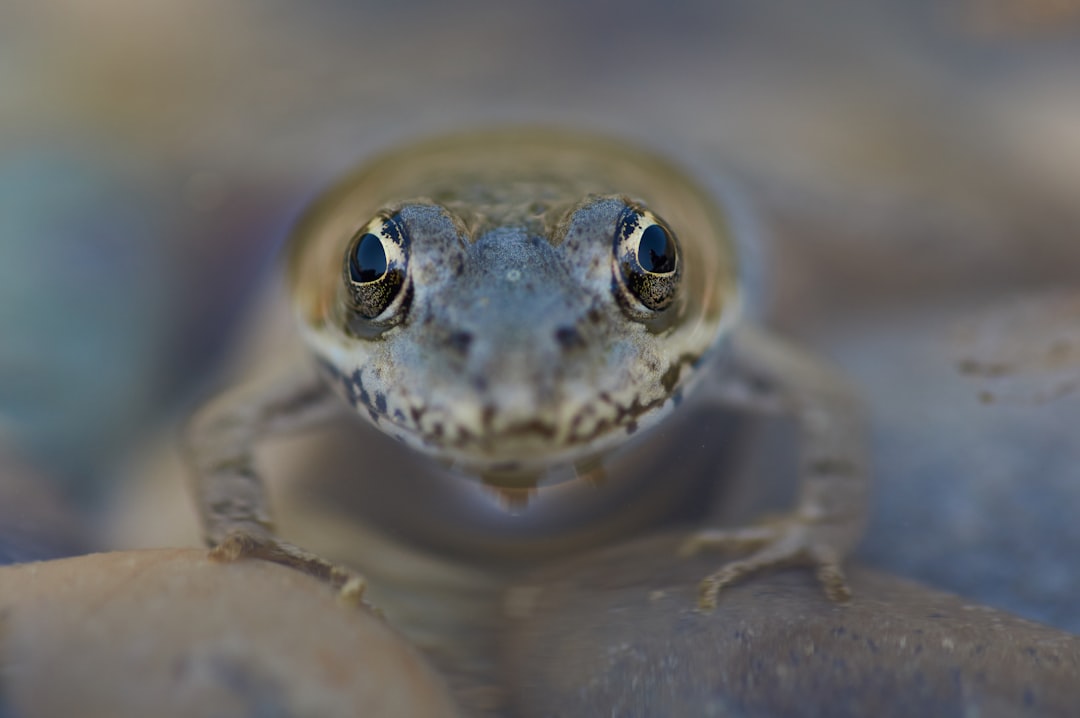 gray frog