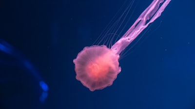 pink jellyfish underwater asteroid zoom background