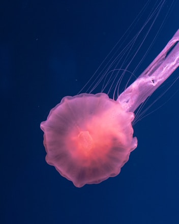 pink jellyfish underwater