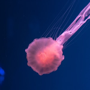 pink jellyfish underwater