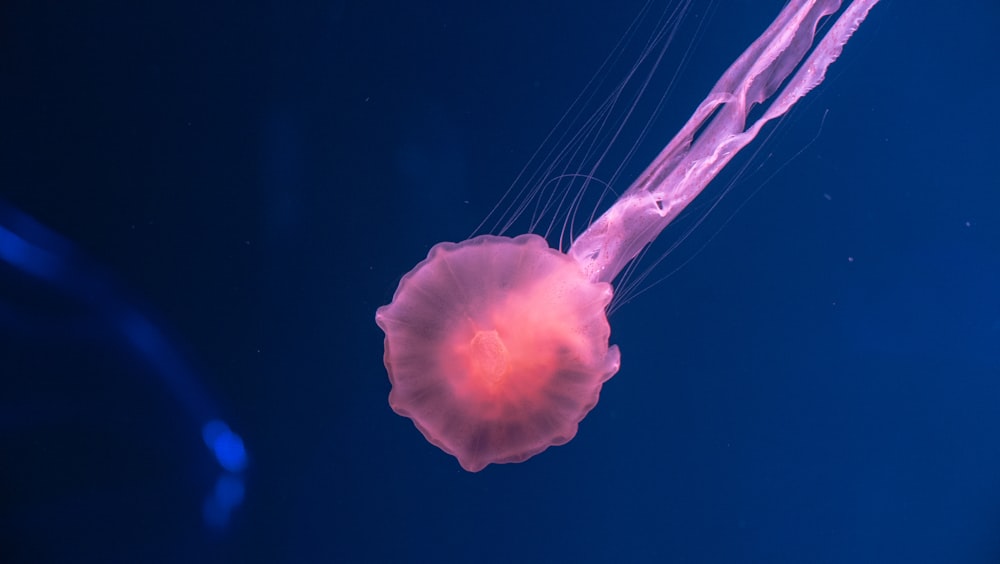 méduse rose sous l’eau