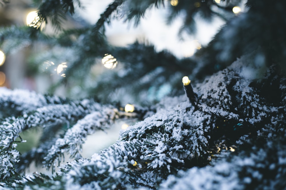 snow covered tree