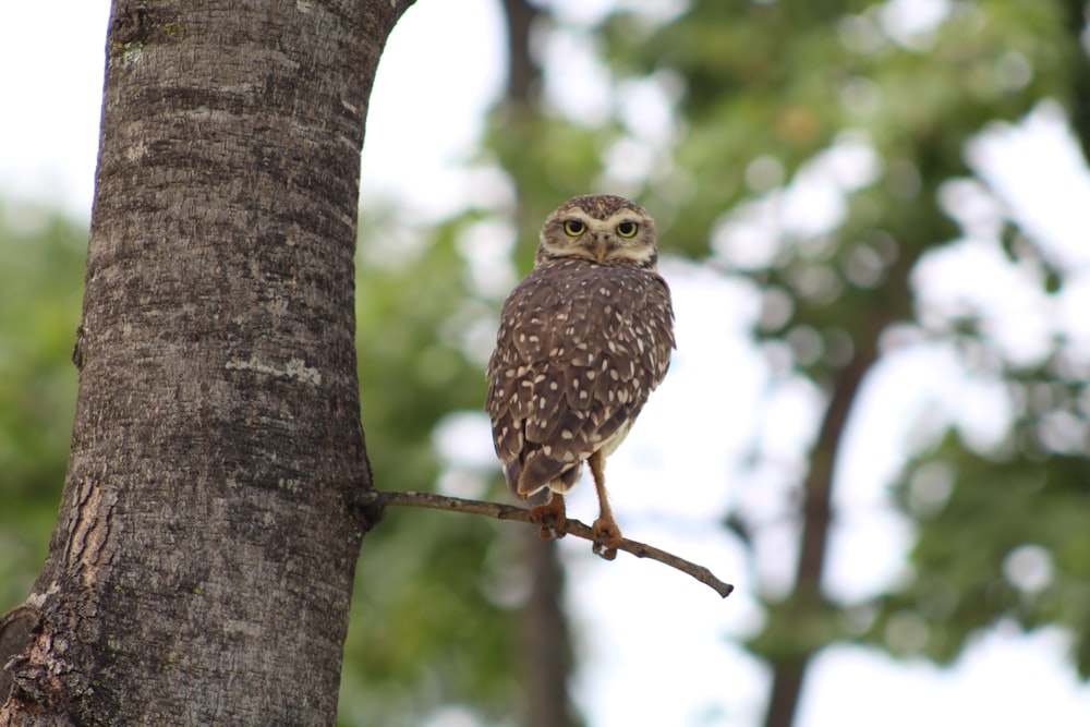 Hibou brun sur arbre