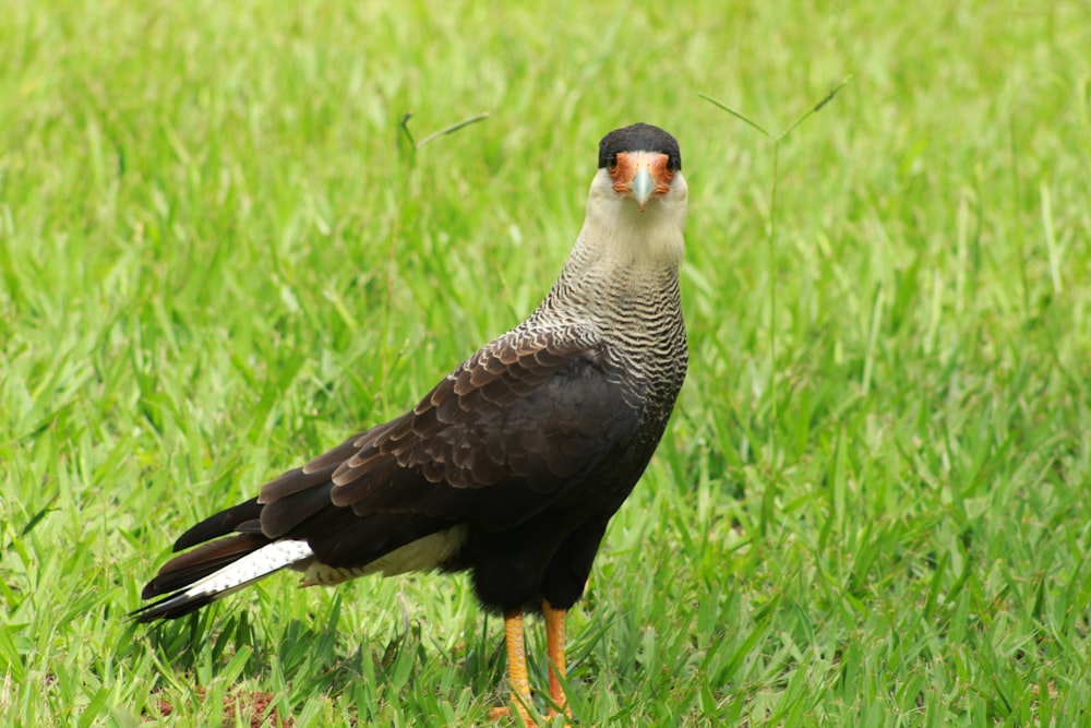 brown and black falcon