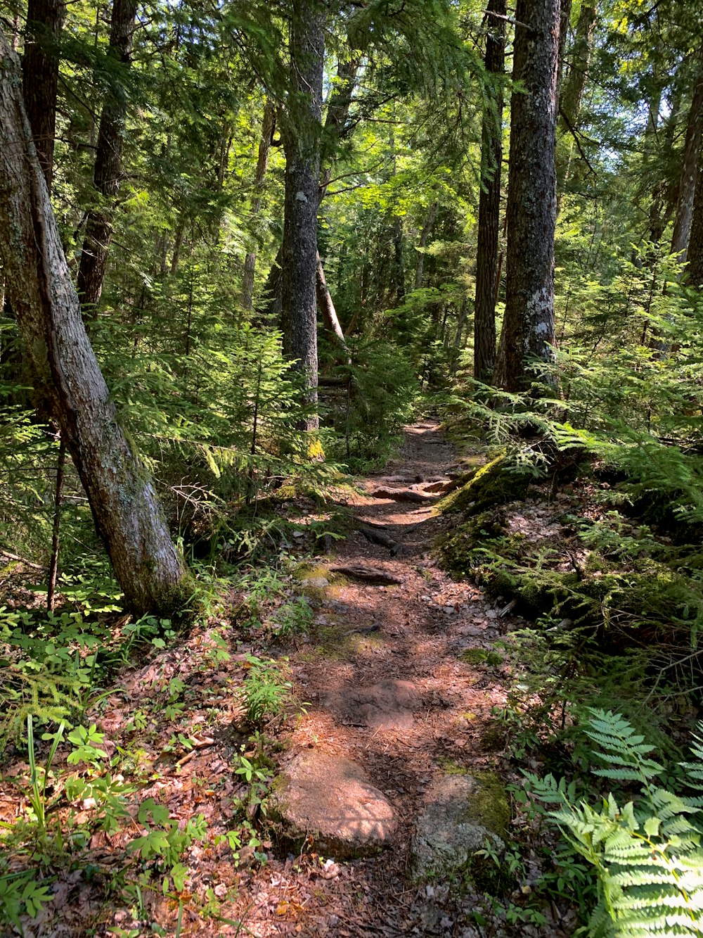 soil trail