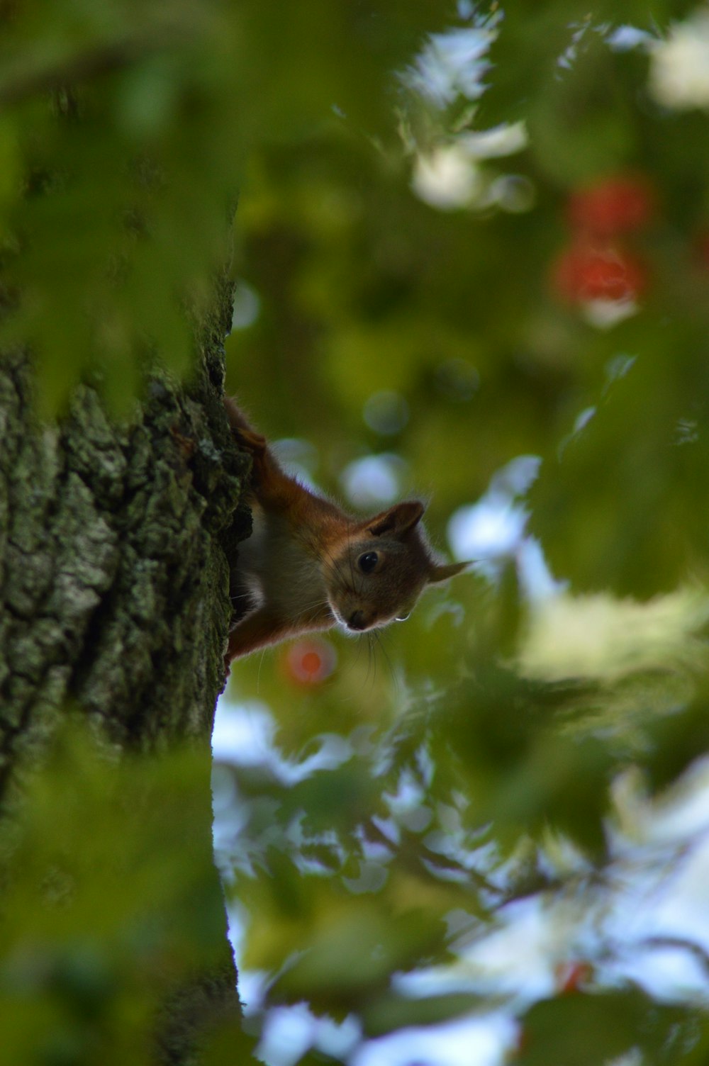 brown and gray squirrel on tree trunk