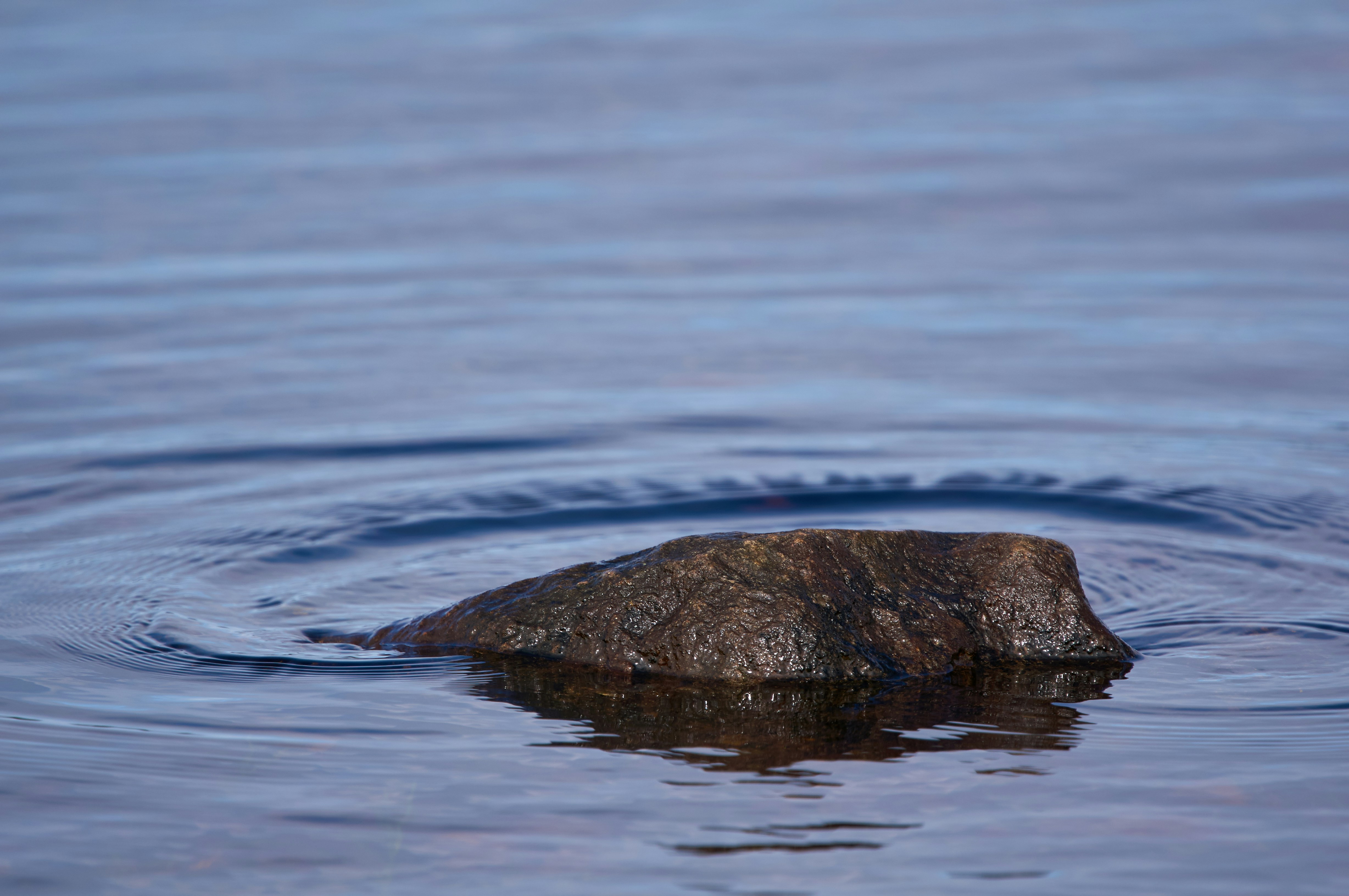 Photo by wolfgang_hasselmann