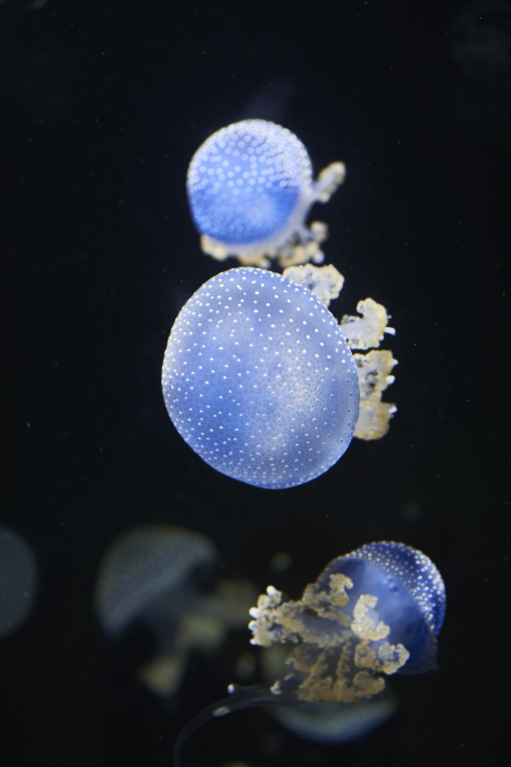 three blue jellyfishes