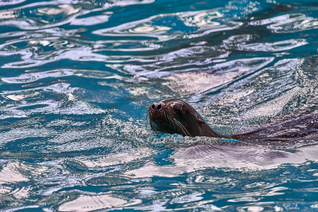 sea lion on water