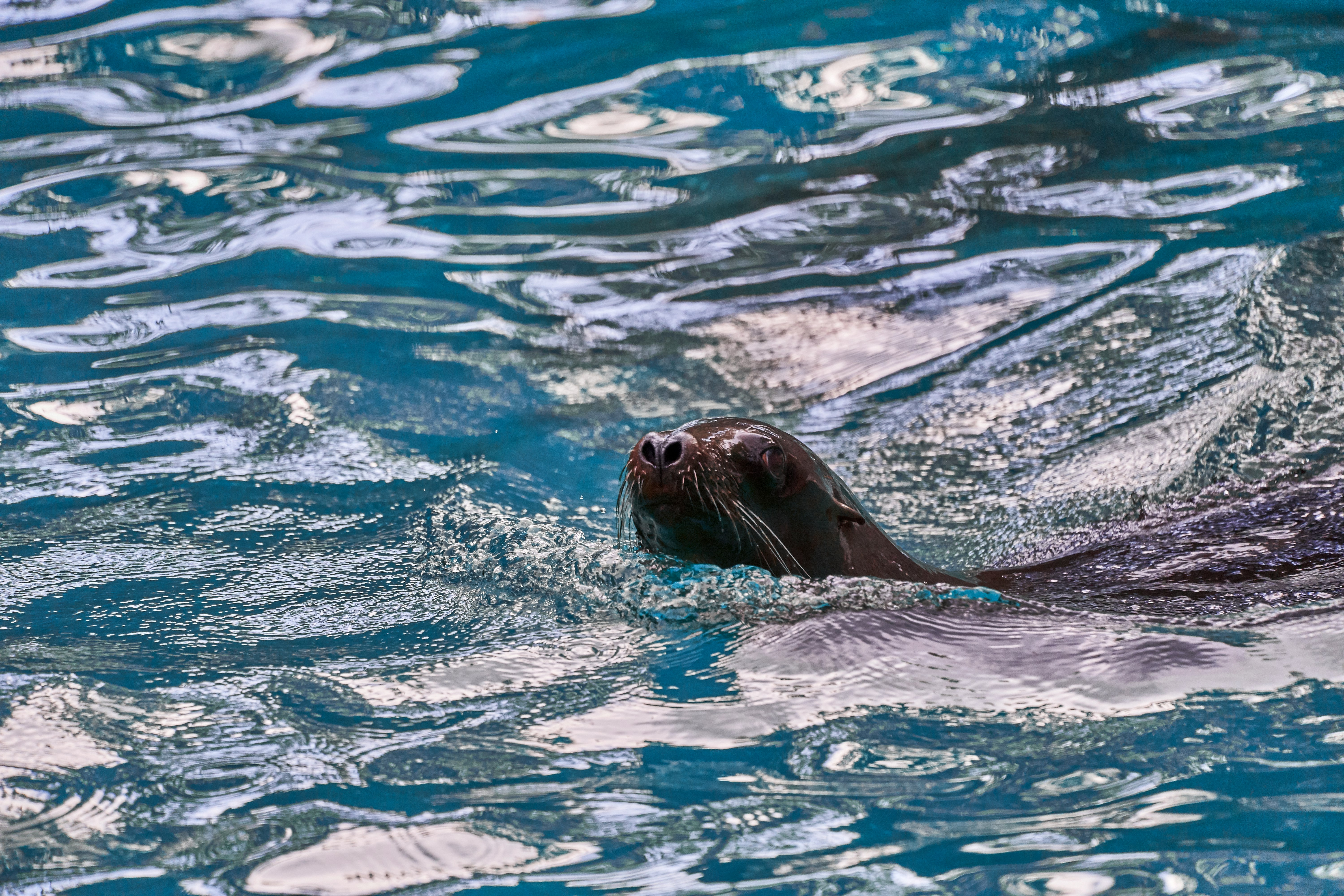 sea lion on water
