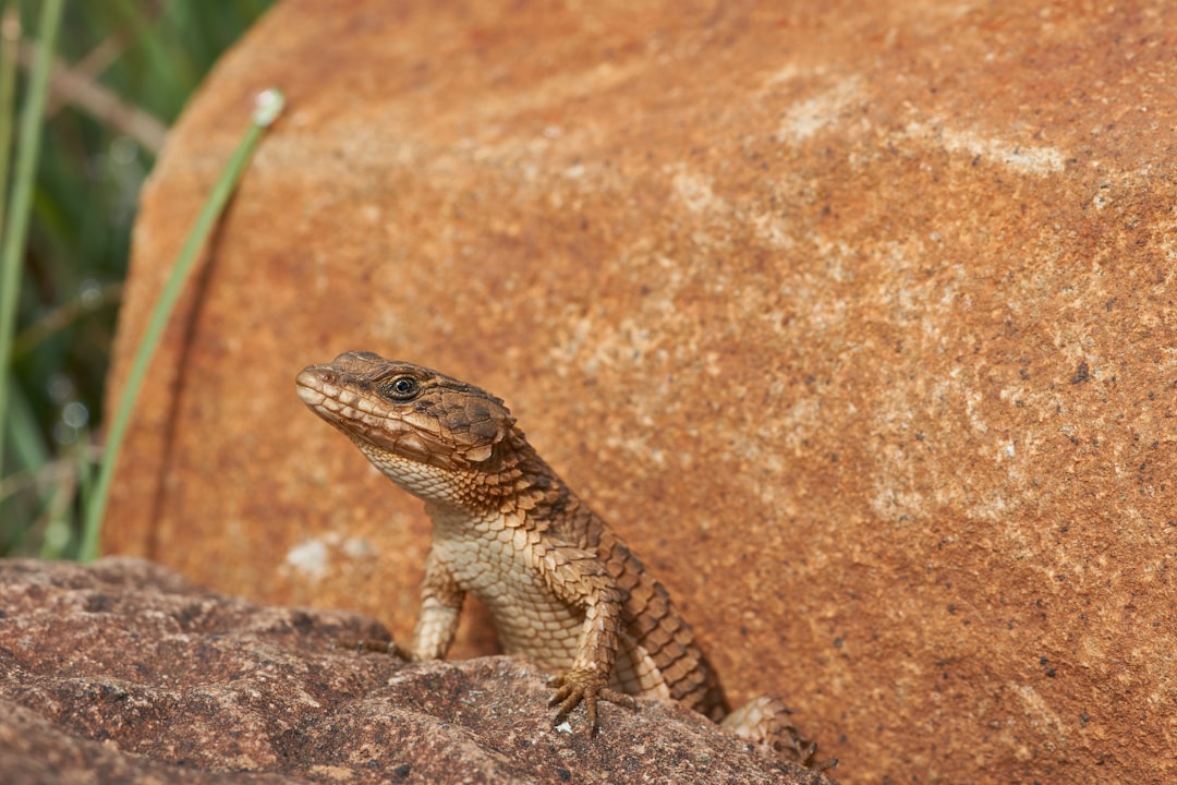 brown lizard on rock