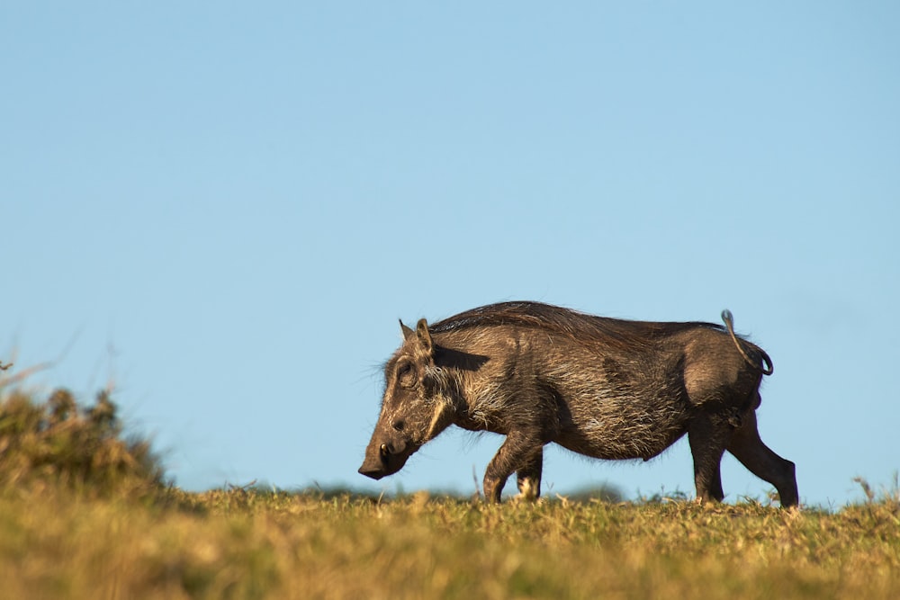 selective focus photography of wild boar