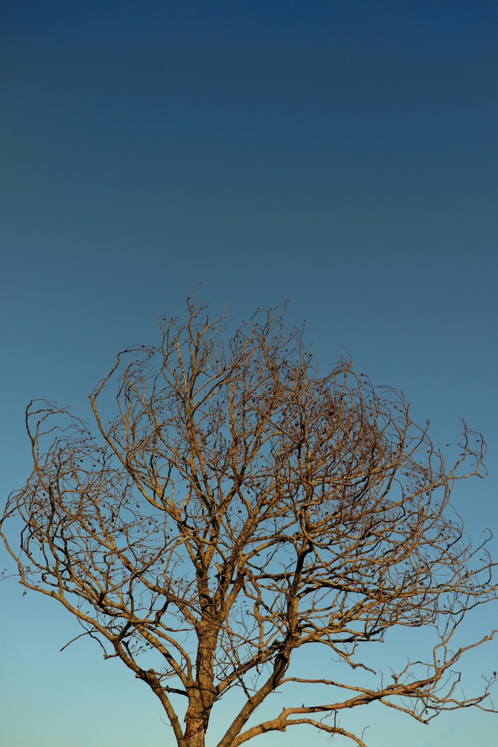 Árbol marrón sin hojas