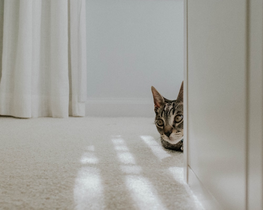 tabby cat on carpet