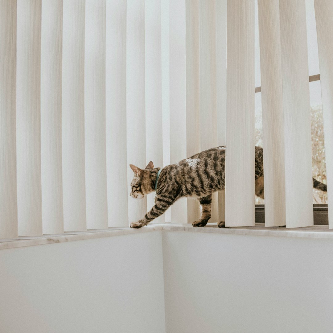 tabby cat on window with vertical blinds