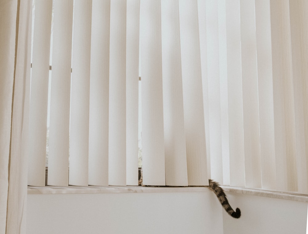 a cat sitting on a window sill next to a curtain