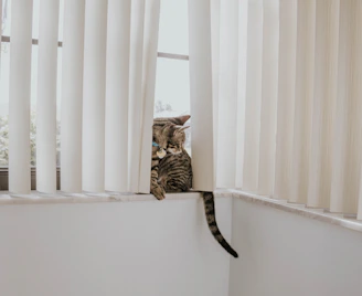A curious tabby cat peeking through a sunlit window with soft shadows.