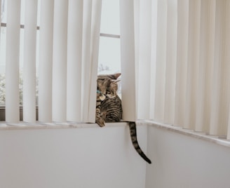 A tabby cat with a collar and tag peeks through vertical blinds on a windowsill. The scene has a calm ambiance with a neutral-toned interior. Soft light filters through the window, highlighting the cat's fur.