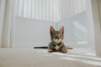 cat reclining on floor
