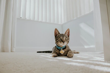 cat reclining on floor