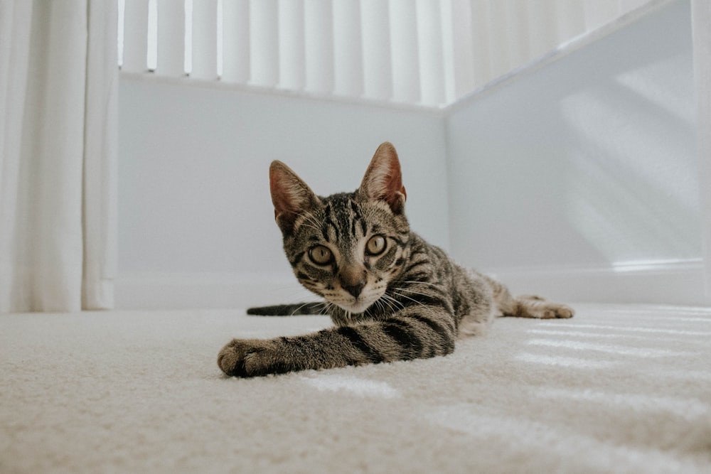 shallow focus photo of gray and black cat