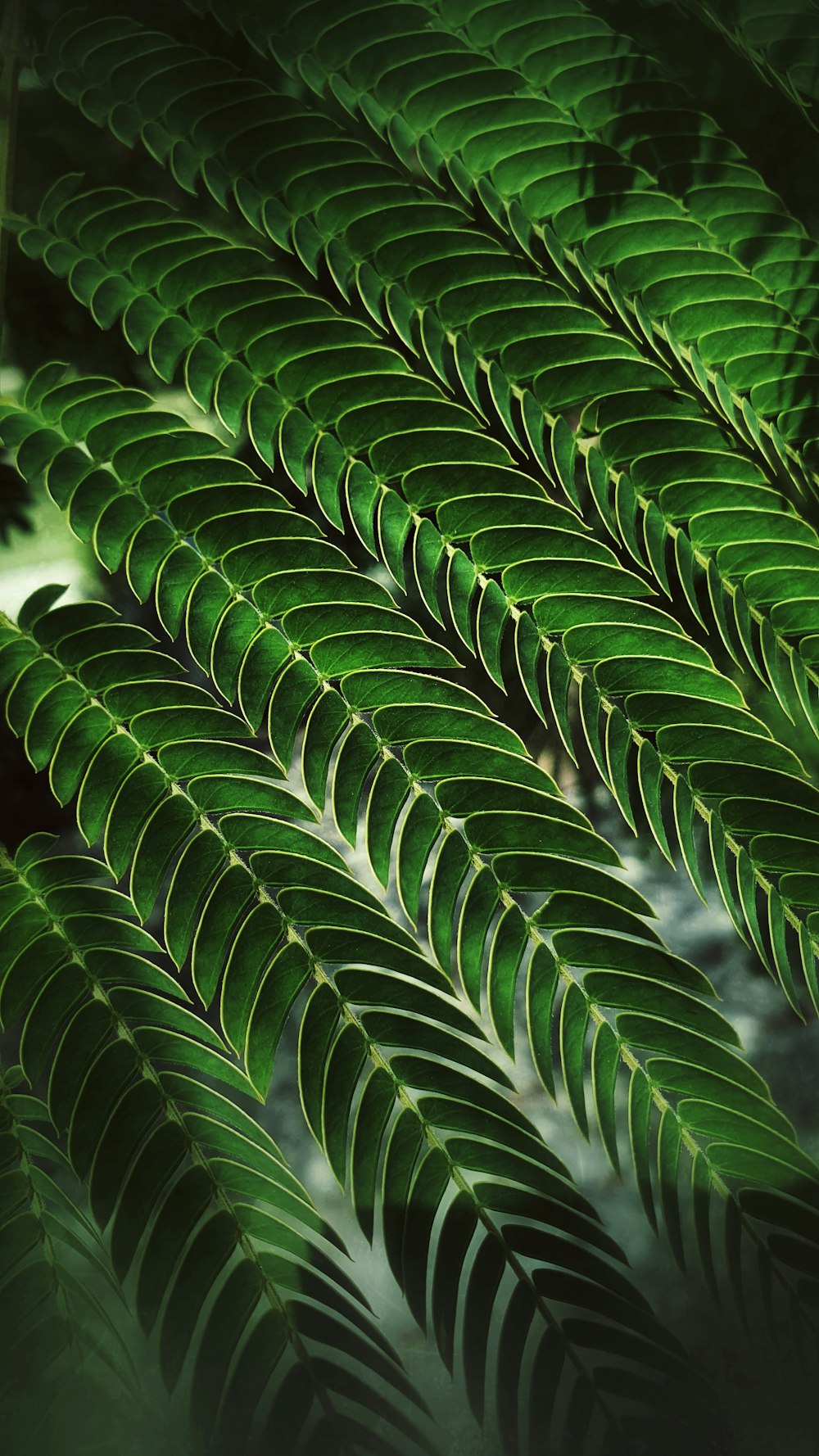 green leaves