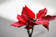 Close-up of vibrant red and white poinsettias with delicate golden accents in soft natural light.