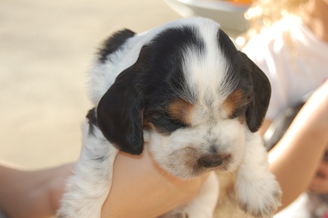 short-coated black and white puppy