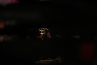 A mysterious black mask with red accents illuminated by soft, focused lighting.