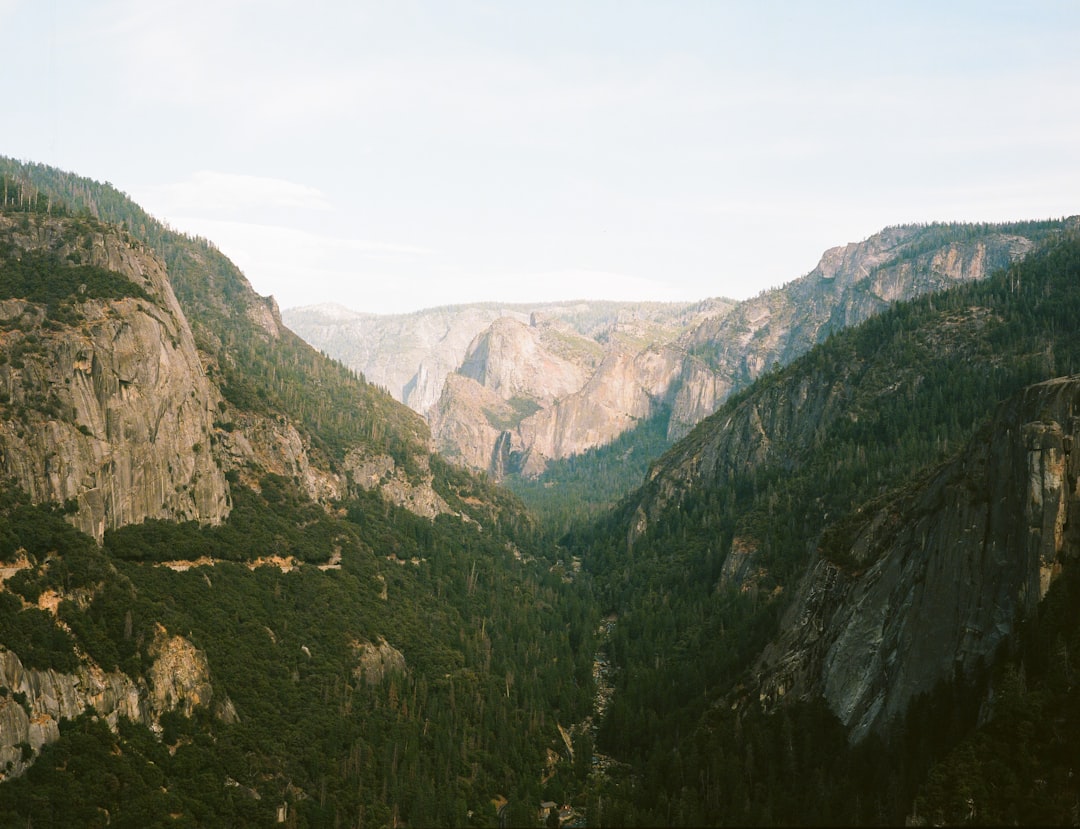 trees on cliffs