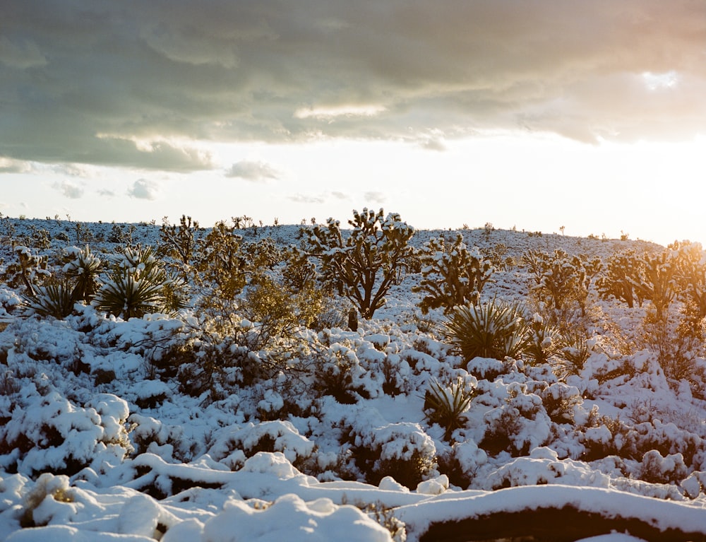 trees covered with snow