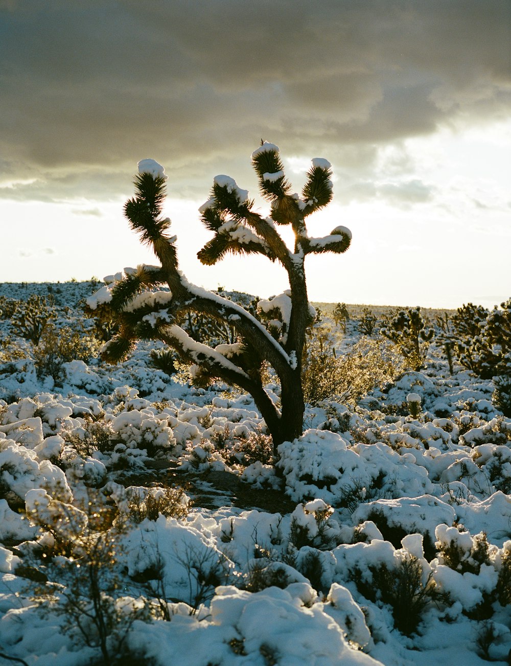 trees covered with snow