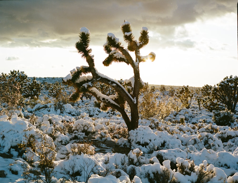 snow covered field during day