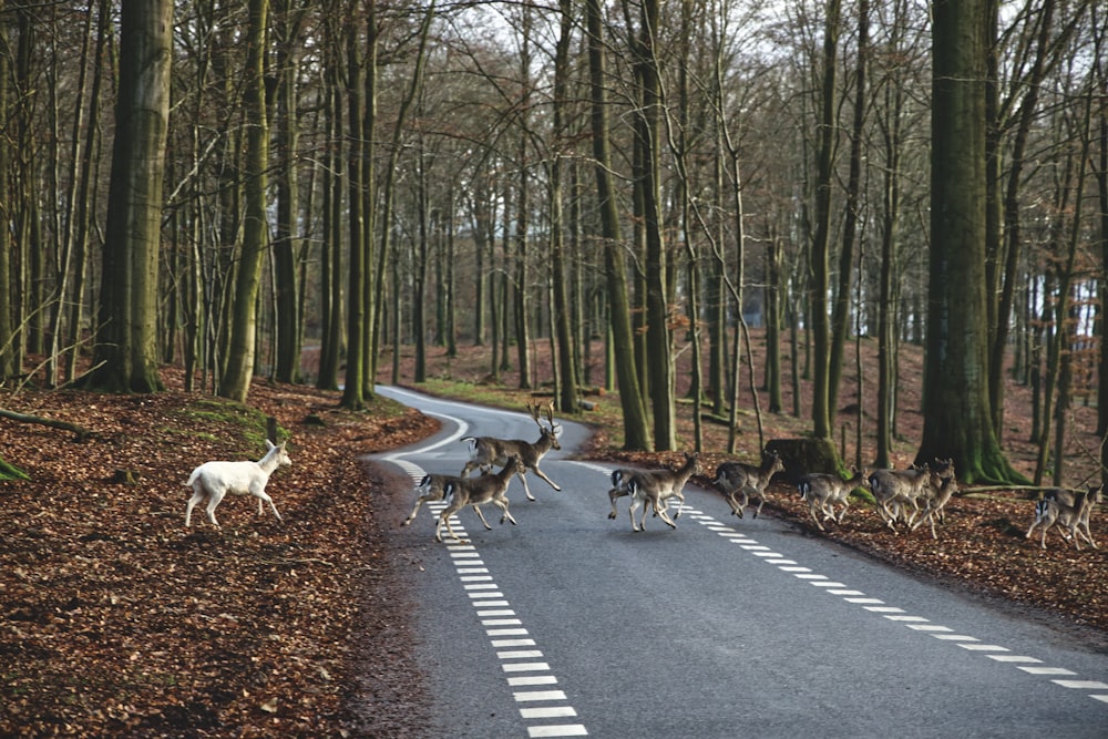 animal passing on road
