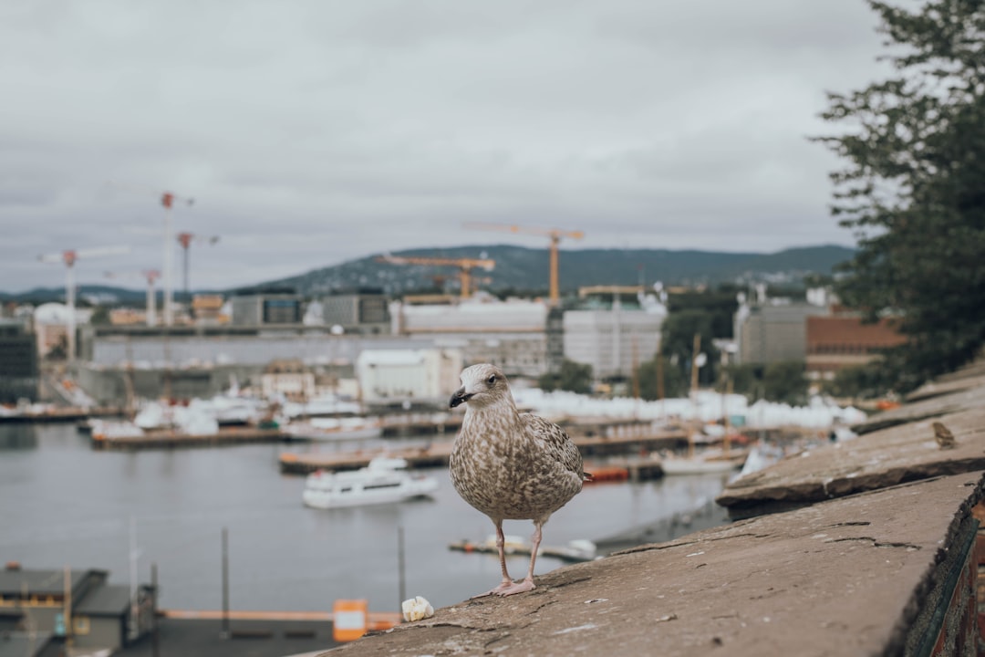 white gull on roof