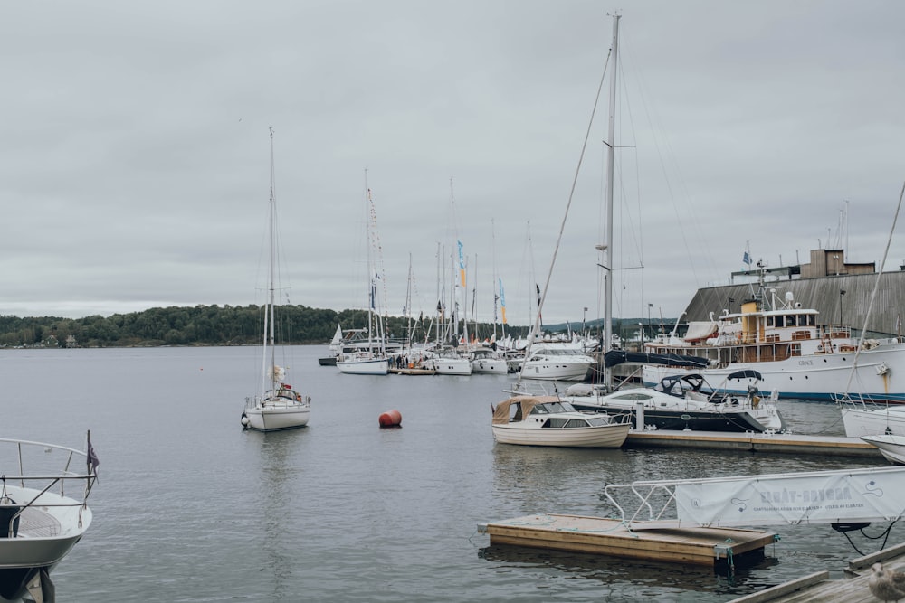 row of dock boats