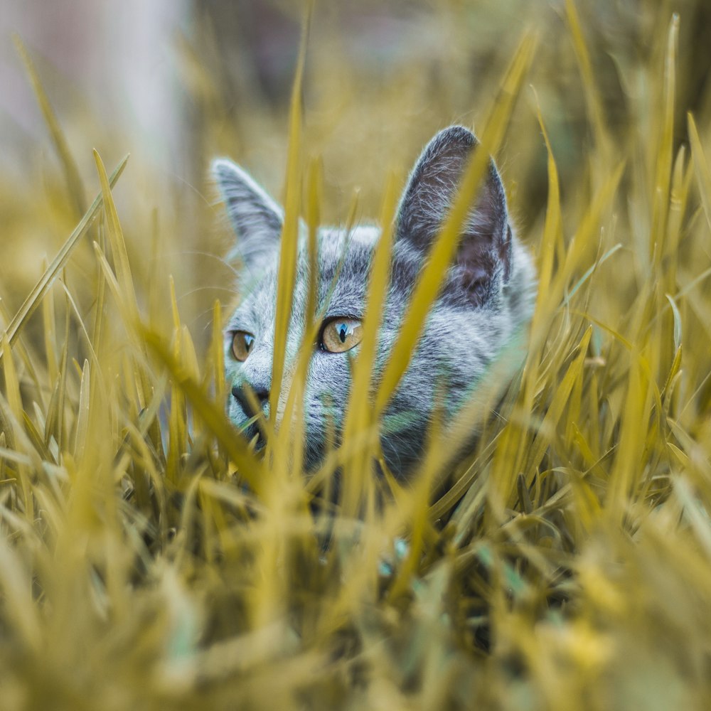 shallow focus photo of gray cat