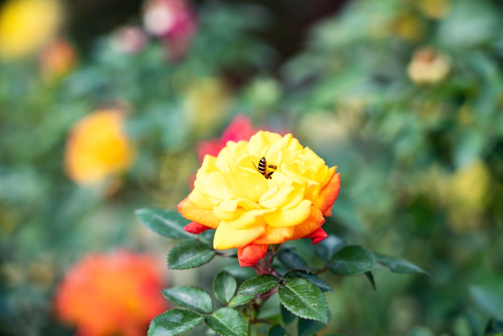 bee on rose