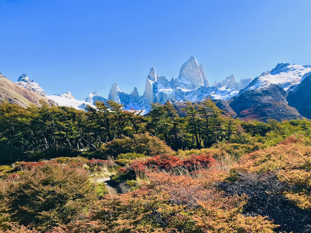 산 근처의 푸른 나무