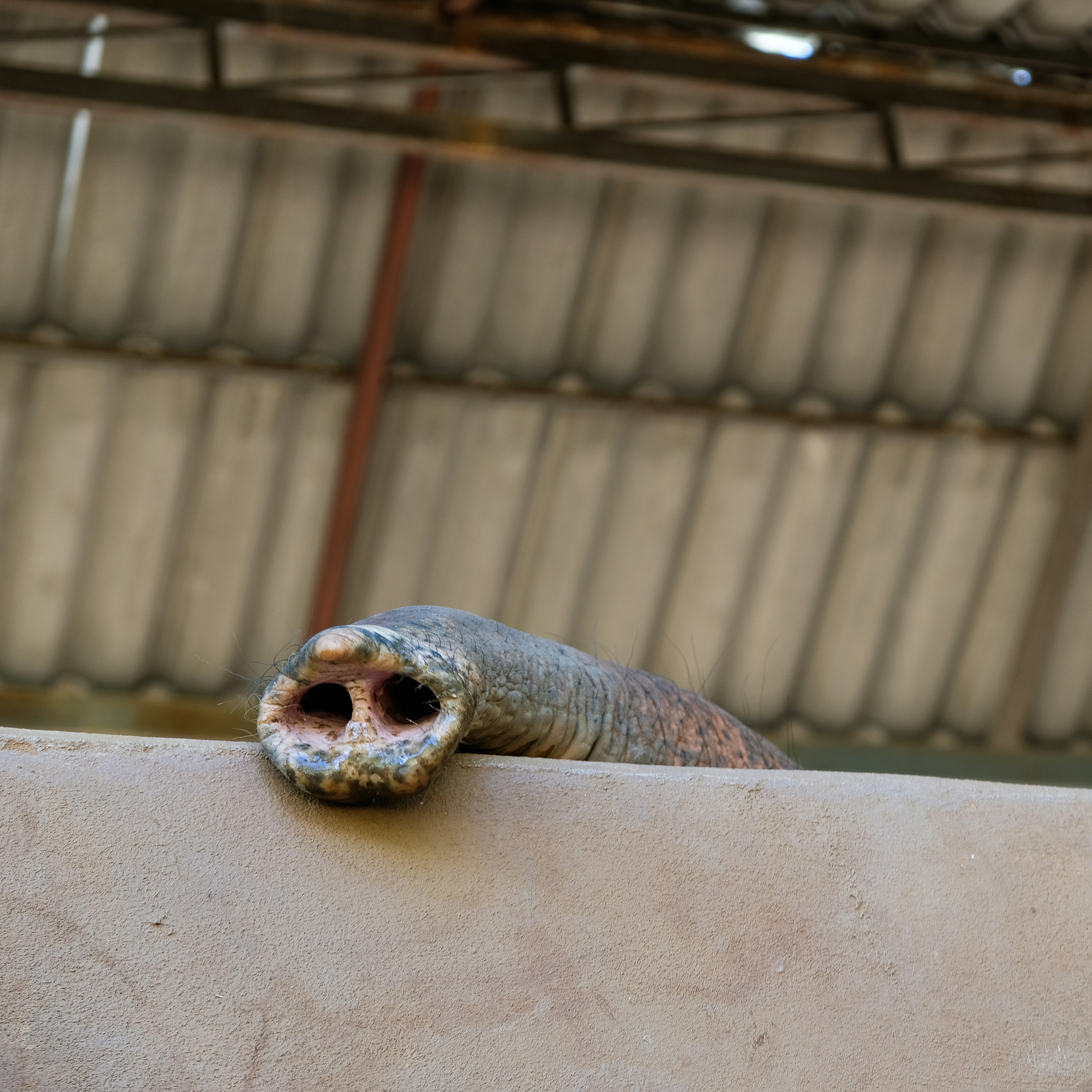 Is it Time to Address the Elephant in the Room?