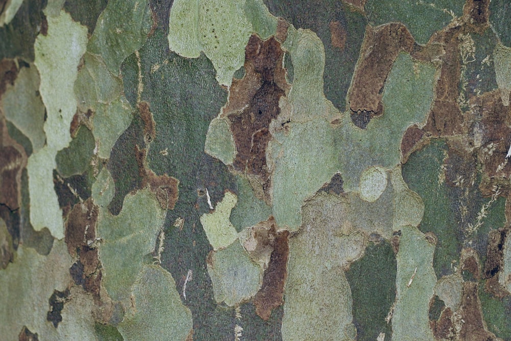 un gros plan de l’écorce d’un arbre