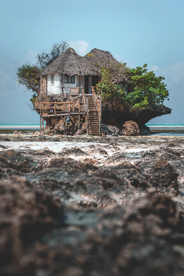 Lush tropical spice farm with cinnamon, cloves and vanilla plants, Zanzibar