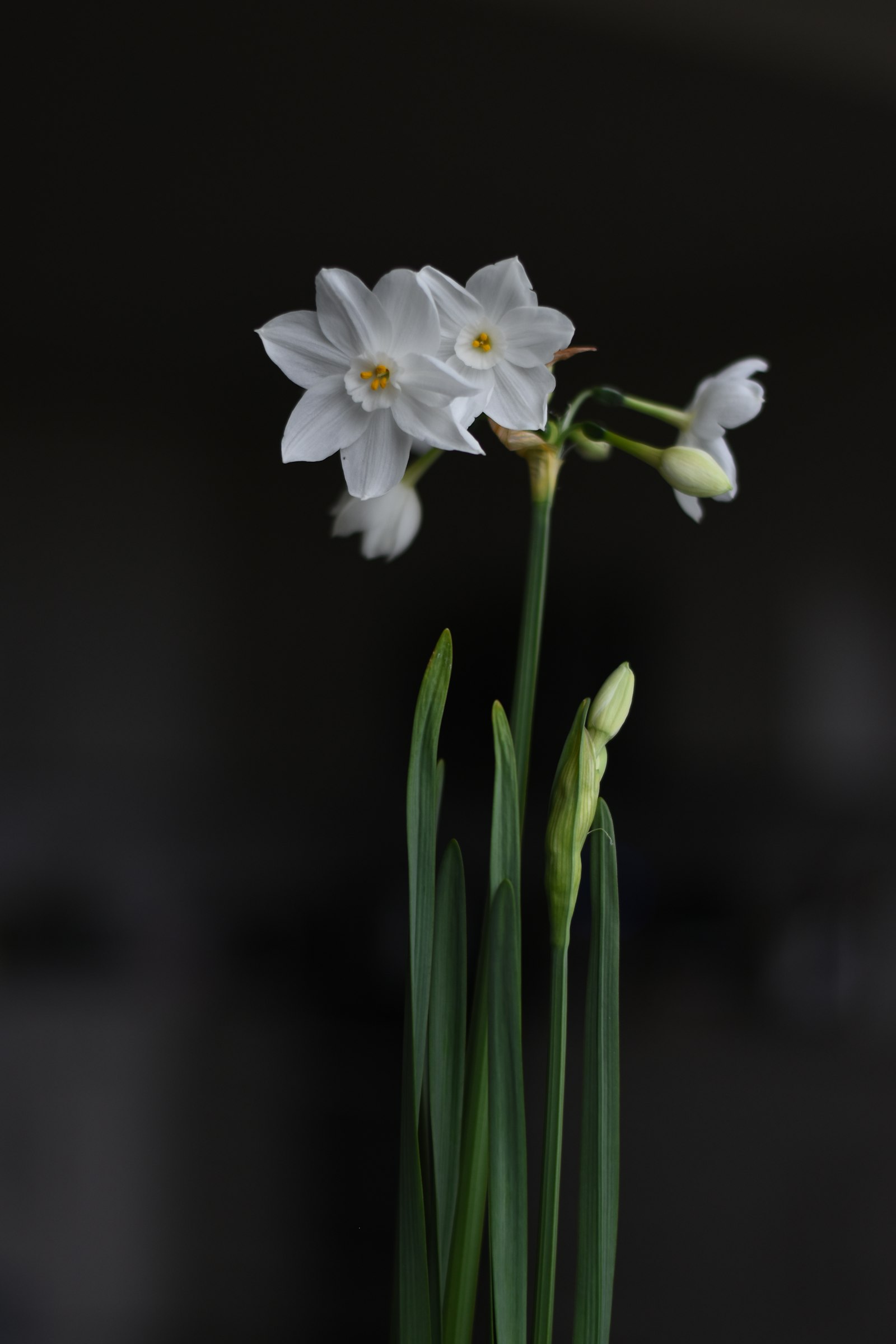 Nikon D5600 + Nikon AF-S Nikkor 50mm F1.8G sample photo. White flowers in bloom photography