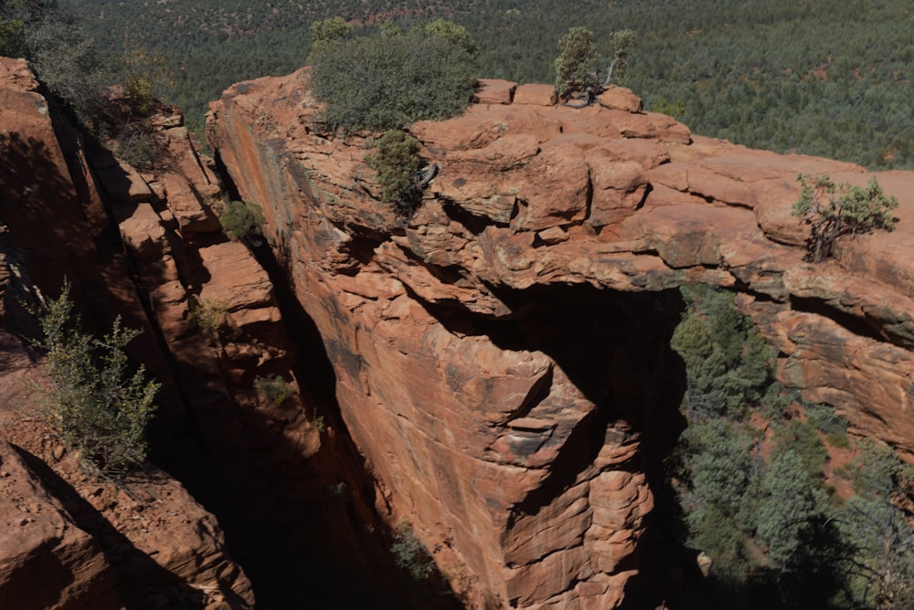 trees on cliff