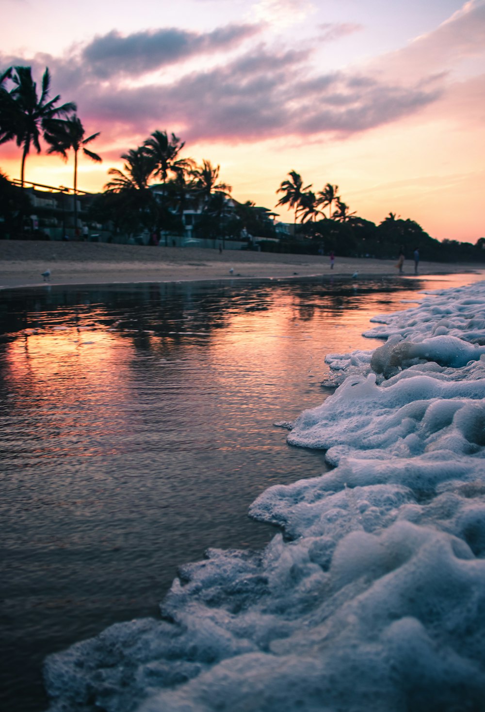 trees beside beach