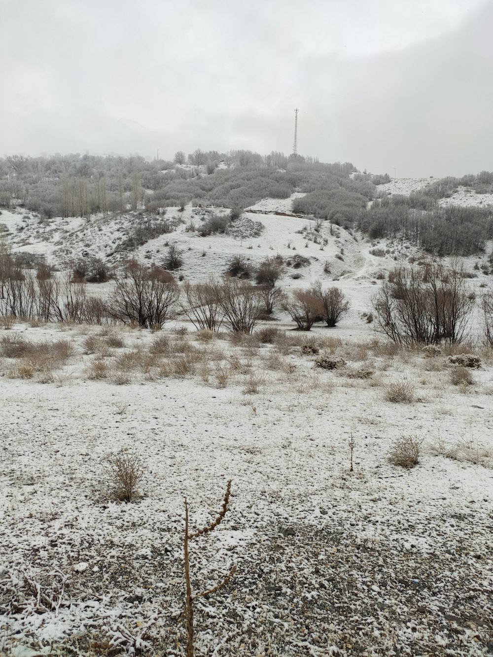 snowfield and plants during day