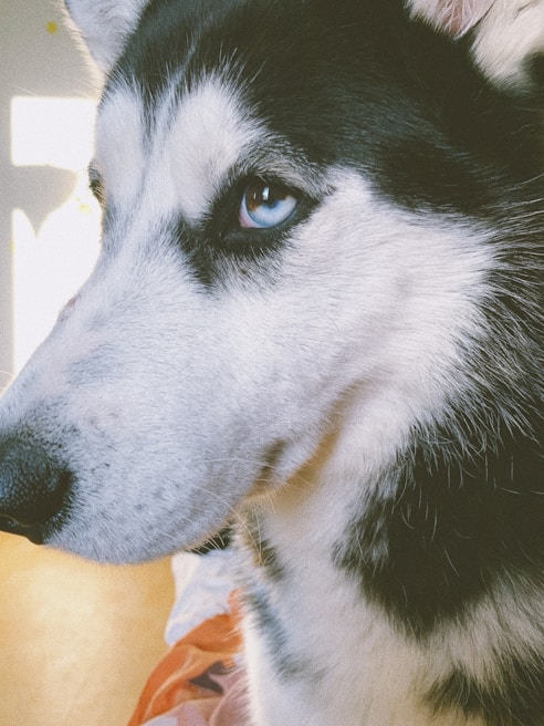 Elegant black and white portrait of a Siberian husky focusing on its striking blue eyes against a clean white backdrop.