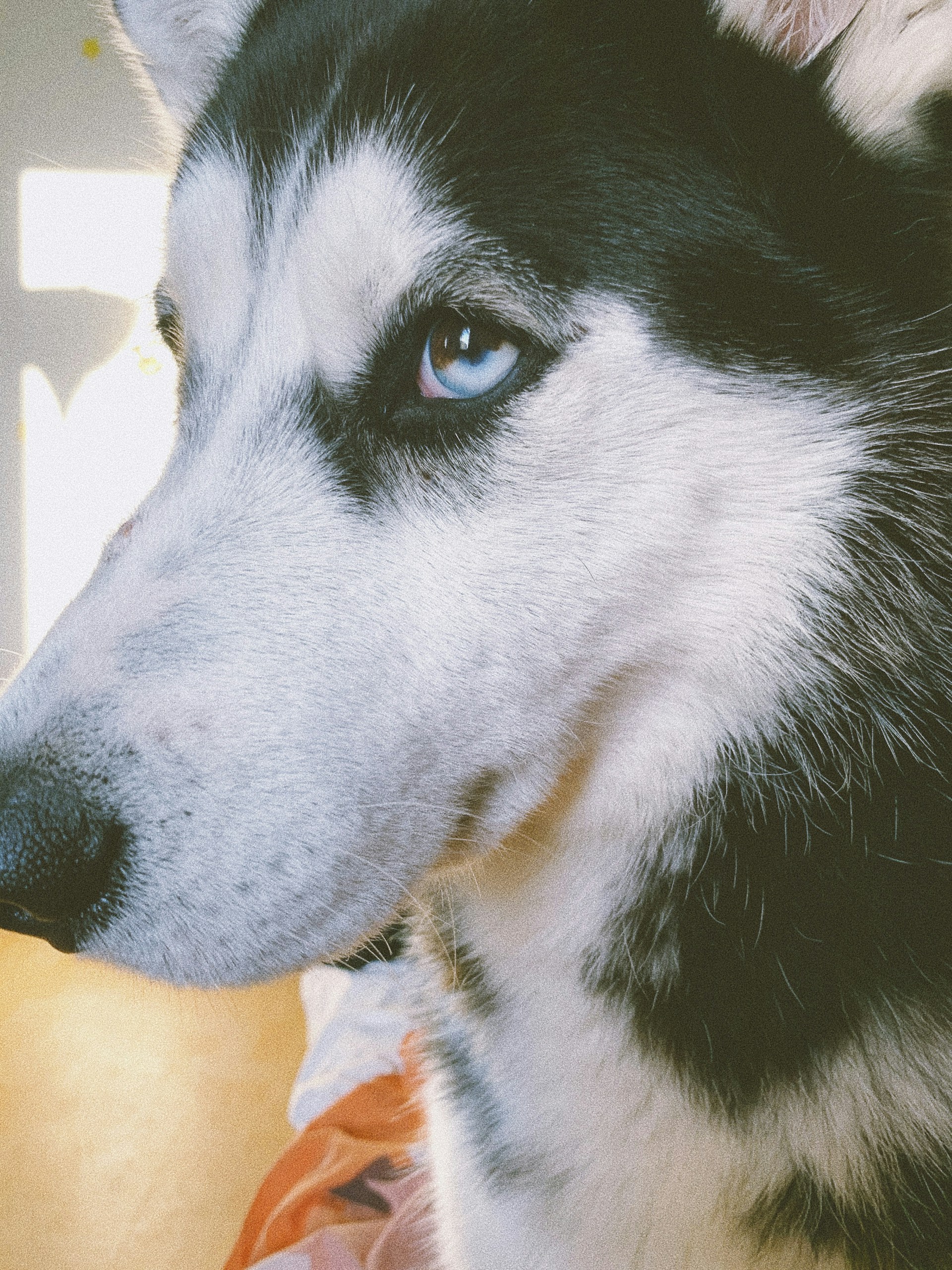 A close-up of a Siberian Husky and Australian Shepherd side by side, showcasing their unique fur patterns and friendly expressions.