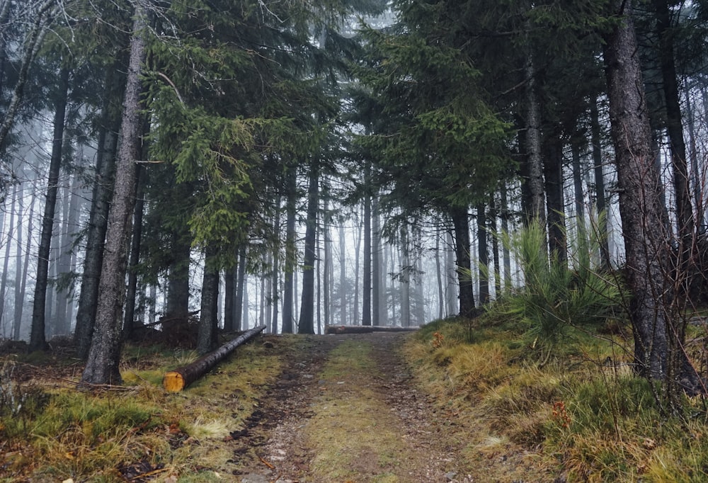 pathway leading to the forest during daytime