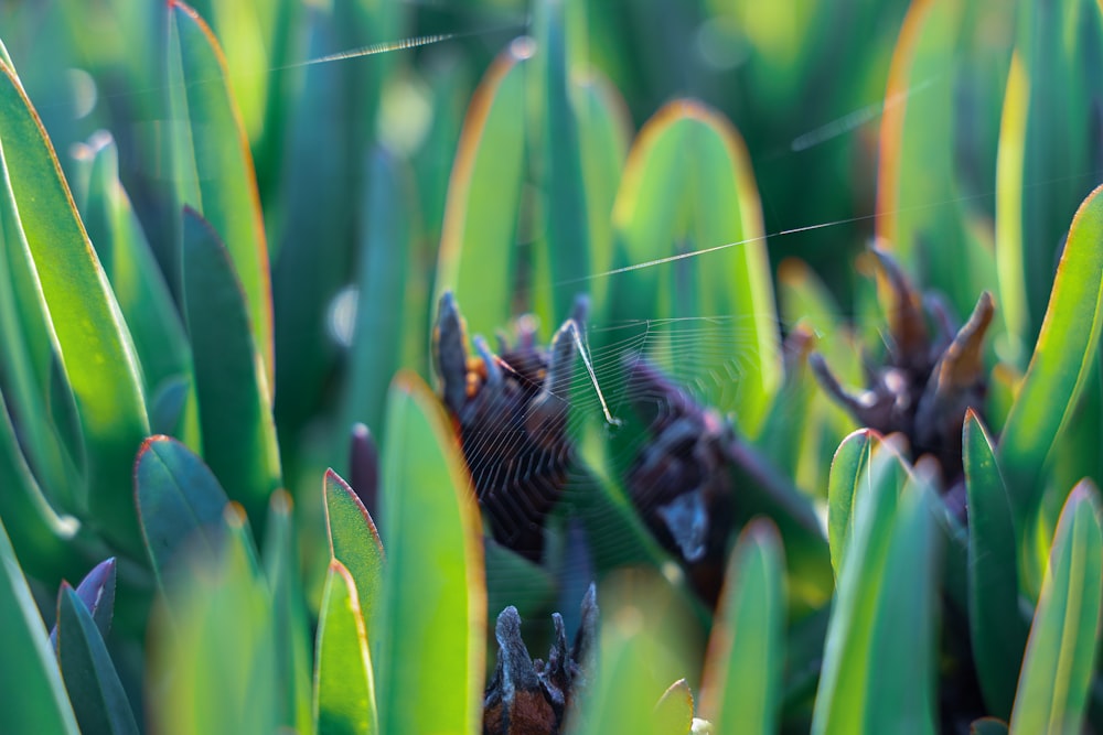 green-leafed plant